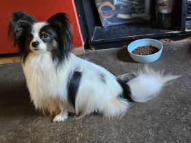 Papillon Rüde sucht seine aktive Familie