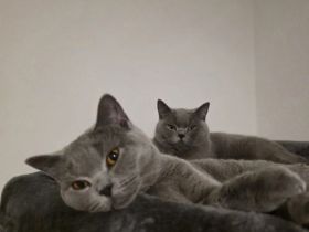 BKH KATZENDUO