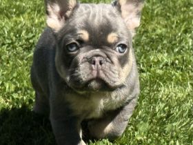 Französische Bulldogge