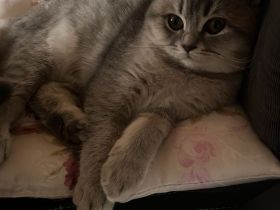 Rollige Katze sucht Kater in  Hessen