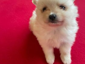 Wunderschöner Zwergspitz (Pomeranian) Rüde – 3 Monate alt, geimpft & gechipt