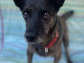 Dori