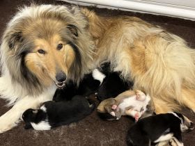 Colliewelpen in tricolour und dark-sable!