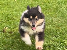 Colliewelpe aus langjähriger Hobbyzucht abzugeben!