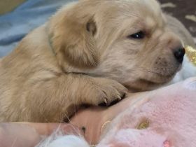 Reinrassige Labrador-Welpen mit Ahnentafel