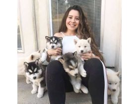 Siberian Husky Welpen