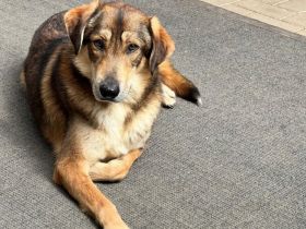 Wunderschöner Sonas sucht Zuhause