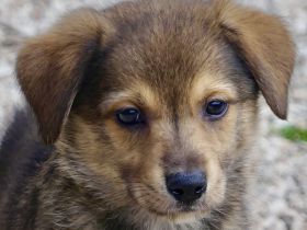 Sky 5 und Smila, Mischlinge