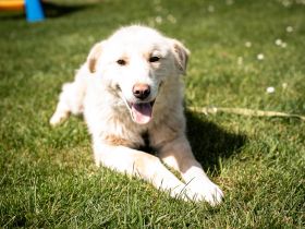 Snowy, ein Herz auf vier Pfoten, sucht sein Zuhause.