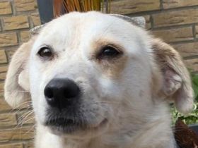 Paloma, sensible, liebe  Hündin, die es liebt gebürstet zu werden, 2,5J, 40 cm