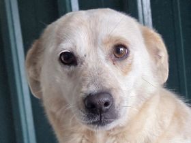 Paloma, sensible, liebe  Hündin sucht geborgenes, liebes Zuhause, 2J, 44 cm