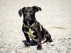 Mimba sucht sein Glück...