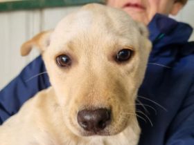 Parma, vorsichtiges, neugieriges Hundemädchen, das schnell die Welt kennenlernen möchte, 4M, 33cm