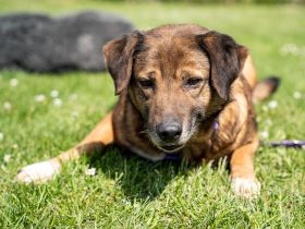 Unsere Taxina wünscht sich ein schönes Zuhause..