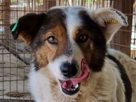 Peppino, fröhlicher, charmanter Rüde auf der Suche nach einem eigenen Zuhause, 3J, 50 cm