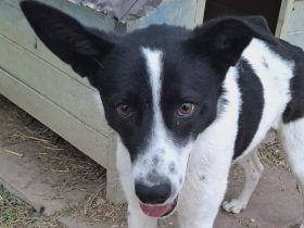 Peppy,  junge, lebensfrohe, ausgewachsene Hündin, die den Menschen liebt, 1J, 56 cm