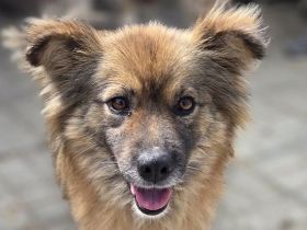 Raya, wer gibt dieser feinen, sensiblen jungen Hündin die Chance auf ein besseres Leben? 1J, 47cm