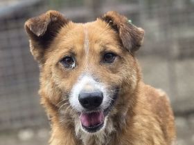 Schnucke, freundliche Hündin sucht einen ruhiges, fürsorgliches Zuhause, 5J, 53 cm