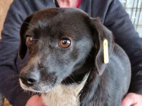 Socke, offen, vorsichtige Hündin, die sehr lernfähig ist und eine Chance verdient hat, 3J, 38 cm