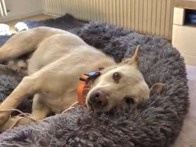 Ailo, auf PS, freundlich, neugierig....wer sucht einen gut verträglichen Hund