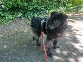 Neustart für den wuscheligen Hidalgo