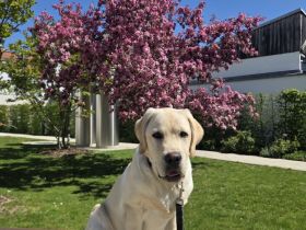 Wir suchen eine Betreuung für unseren Labrador