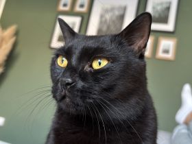 Zwei Kater (Brüder) 6 Jahre abzugeben/Katze/Hauskatze