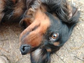 Lilli ist bereits reserviert