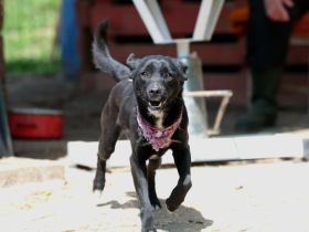 Elsa - ist eine fröhliche Hündin