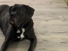 Cane Corso Hündin