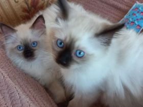 Heilige Birma Kitten