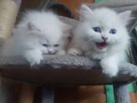 2 Perser Königinnen suchen tolles Plätzchen