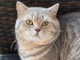 BKH Kitten ab Anfang Juni abzugeben