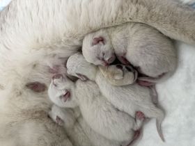 Wunderschöne BKH Mix Kitten (Blue Point / Langhaar Anteile) – liebevoll aufgezogen