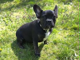 Alternativ Französische Bulldogge sucht noch eine Familie