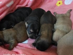 Alternativ Französische Bulldogge mit Ahnentafel suchen noch eine Familie