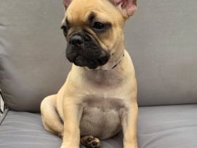 Klara - Alternativ Französische Bulldogge mit Ahnentafel suchen noch eine Familie