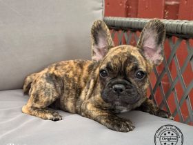 Vier tolle Alternativ Französische Bulldogge mit Ahnentafel suchen noch eine Familie