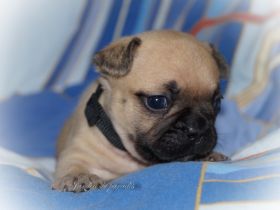 Alternativ Französische Bulldogge mit Ahnentafel suchen noch eine Familie