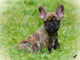 Alternativ Französische Bulldogge mit Ahnentafel suchen noch eine Familie