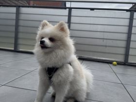 8 Monate alter Zwergspitz Rüde sucht verantwortungsvolles Zuhause