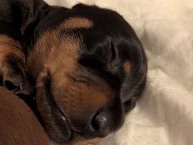 Reinrassige Zwergdackel abzugeben