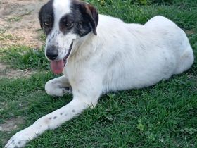 Hündin Nera / kastriert / derzeit noch in Griechenland