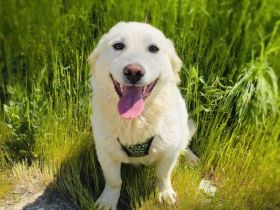 Didko ein toller Familienhund