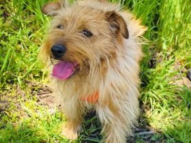 Toller kleiner Roschko