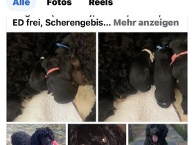 Portugiesischerwasserhund