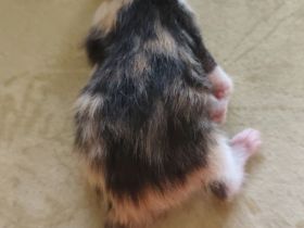 Kitten