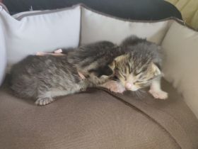 Kitten