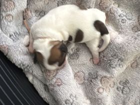 Shihtzu Welpe