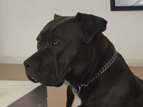 Bully XL